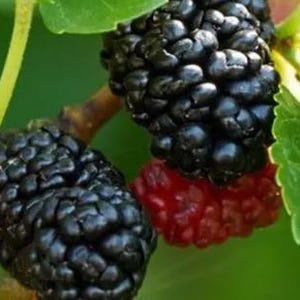 FREE SHIPPING! Organic Red Mulberry Tree Cuttings - Rooted & Unrooted Cuttings Available