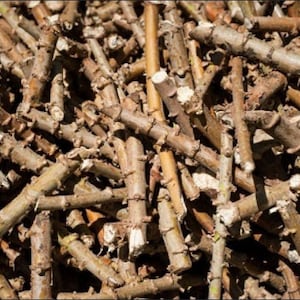 FREE SHIPPING Organic Yuca/Cassava Cuttings - 2, 5, 10