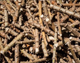 FREE SHIPPING Organic Yuca/Cassava Cuttings - 2, 5, 10