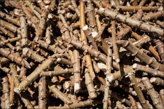 FREE SHIPPING! Organic Yuca/Cassava Cuttings - Rooted & Unrooted Cuttings Available