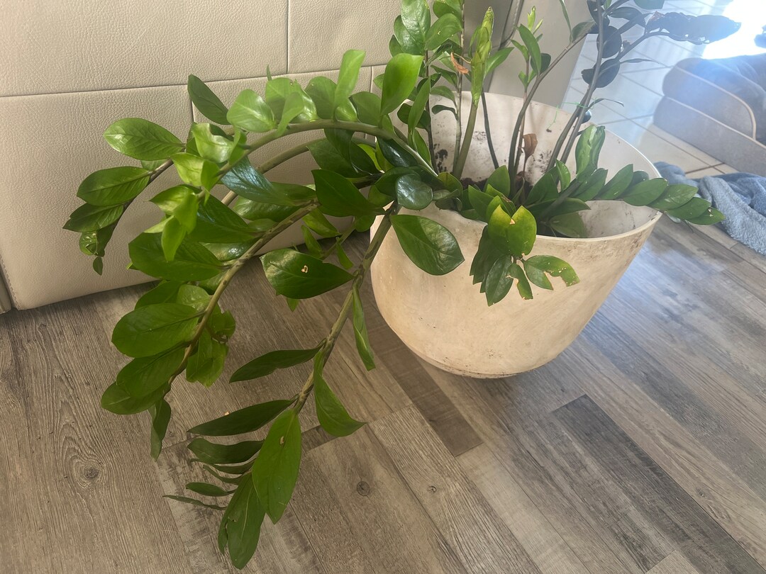 LARGE Well Rooted ZZ Plant Cuttings Etsy