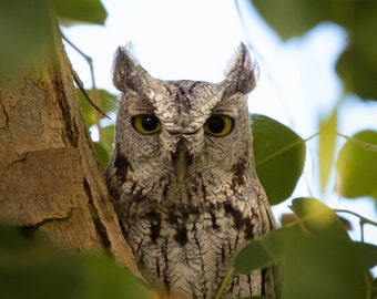 What Big Eyes You Have, Mrs. Western Screech Owl