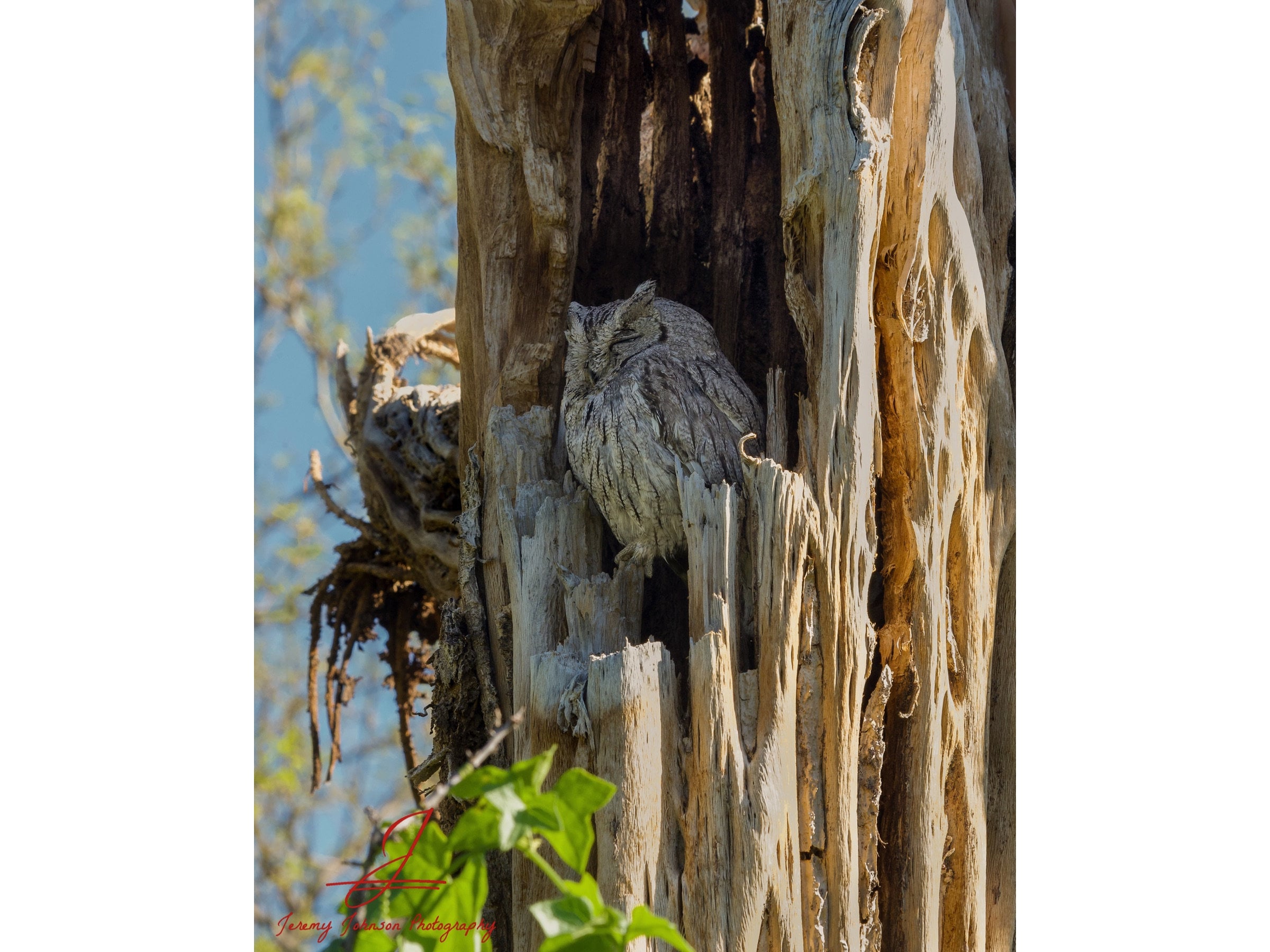 Western Screech Owl in a Saguaro Cactus skeleton