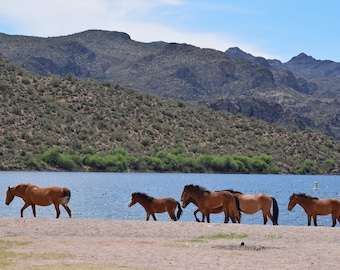 Arizona Salt River Wild Horses On The Beach