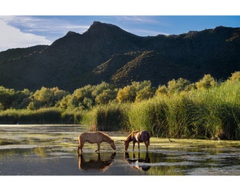 Arizona Salt River Wild Horses At Dusk