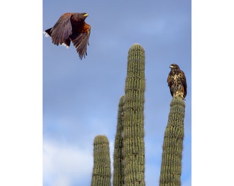 Arizona Harris's Hawk Cactus Flyby!