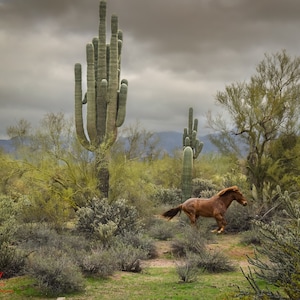 Arizona Salt River Wild Horse Running Into The Storm