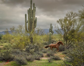 Arizona Salt River Wild Horse Running Into The Storm