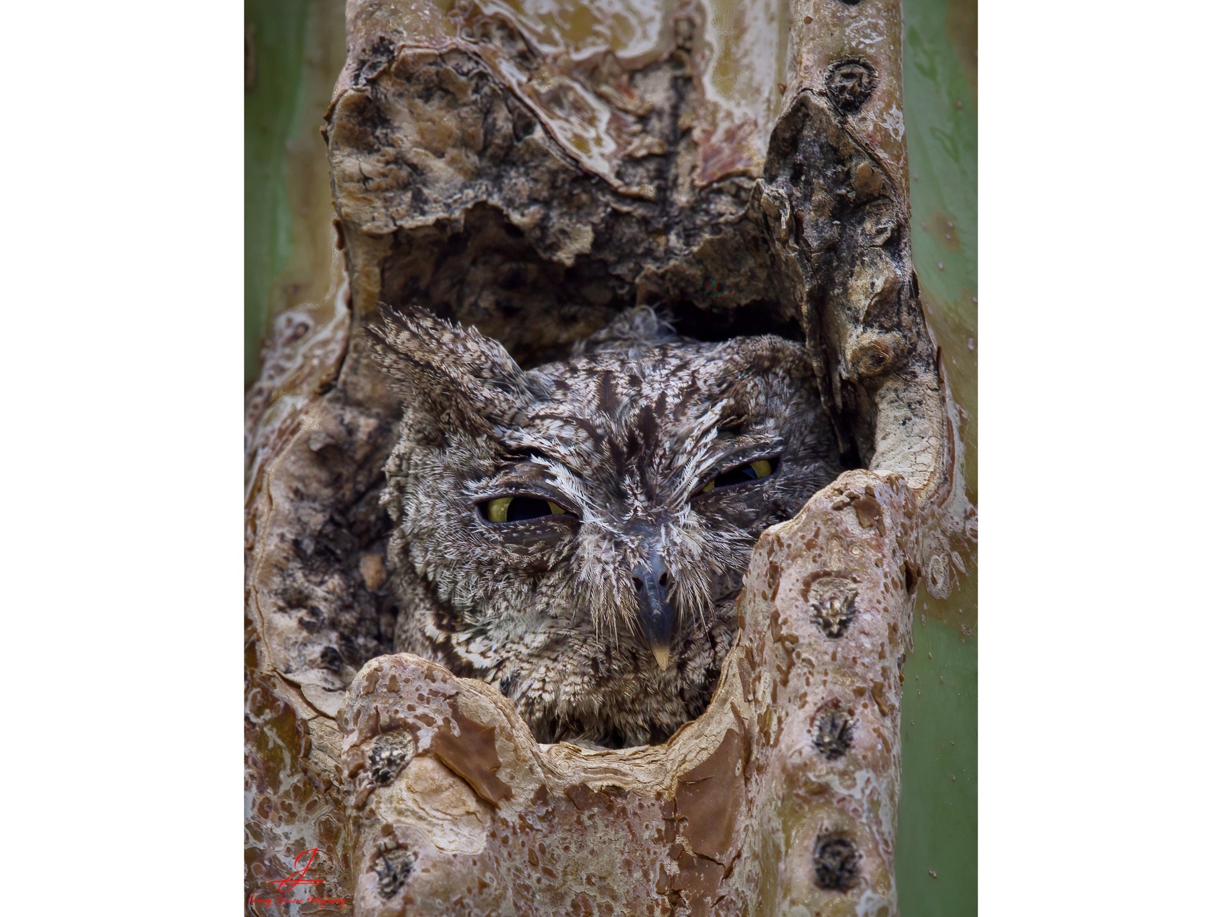 Peek-a-hoo! Arizona Western Screech Owl