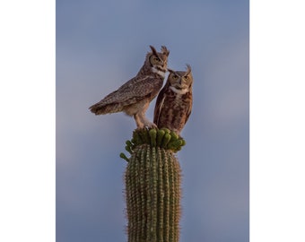 Owls and Saguaros and Flower Blooms, Oh My!