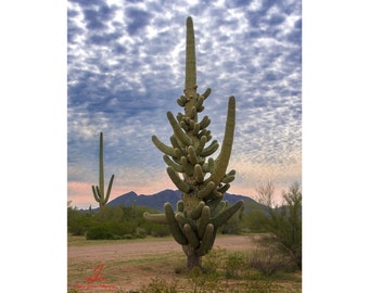 Shiva the Saguaro