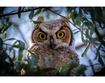 Little Fuzzy Tree Ewok, AKA- Arizona Great Horned Owl