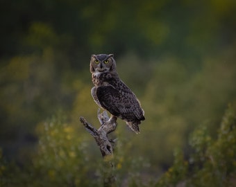 Hoooo are you? Hoo, Hoo….Hoo, Hoo... Arizona Great Horned Owl