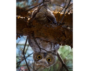 Eye see HOOO!- Arizona Great Horned Owl
