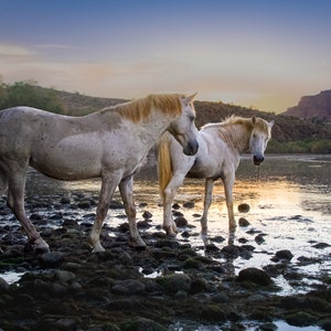 Dinner Dates- Arizona Salt River Wild Horses