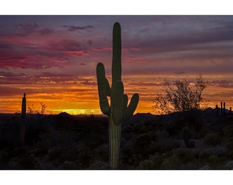 Arizona Saguaros, Sunsets and an Owl Photobomb