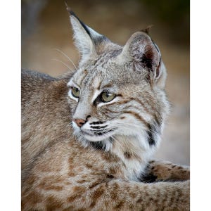 Lince rossa dell'Arizona addormentata / Stampa fotografica del sud-ovest - Jeremy Johnson