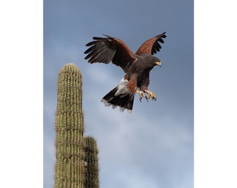 Lethal Elegance- Harris’s Hawk in a sticky situation in Arizona