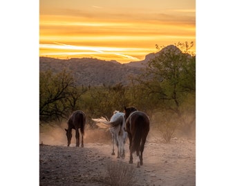 Wild Horses heading into the Arizona sunset