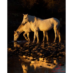 Reflections- Arizona Salt River Wild Horses