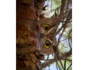 Hoo's There?- Arizona Great Horned Owl