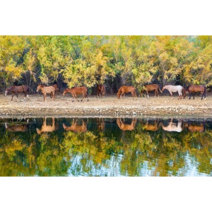 Reflections- Arizona Salt River Wild Horses