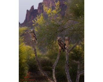 3 Little Birds- Arizona Great Horned Owlets