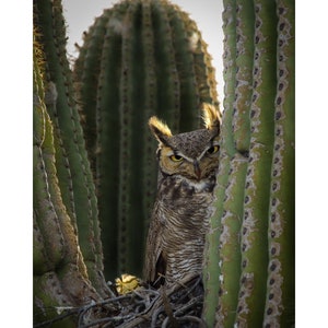 Zuul the Gatekeeper in a Saguaro Cactus
