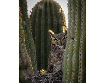 Zeus the Gatekeeper in a Saguaro Cactus