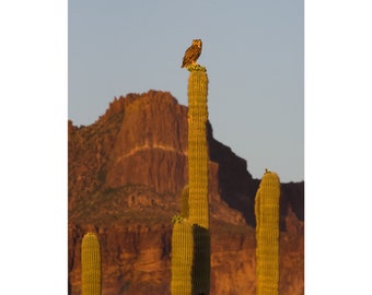 Owls and Saguaros and Superstitions, Oh My!