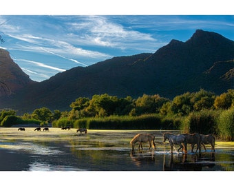 Wild Horse Serenity