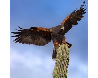 STICKING the high speed saguaro landing!