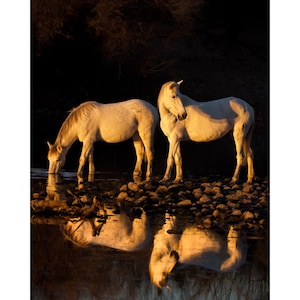 Reflections #1 Arizona Salt River Wild Horses