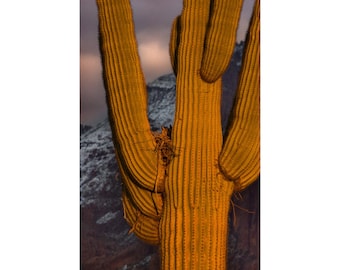 Nesting Owls, Saguaros, and Arizona Snow is a Magical Combination!- Superstition Mountains