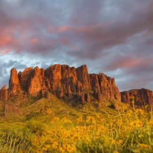 Sea of gold under the Superstition Mountains of Arizona