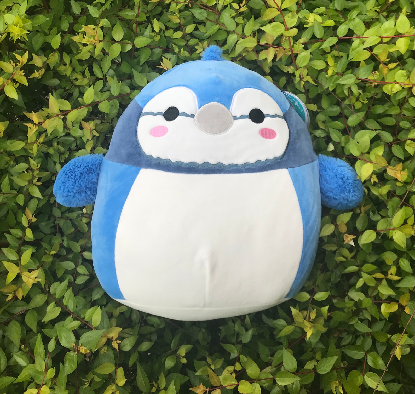12 inch Babs the Blue Jay Bird Squishmallow Babs | Etsy