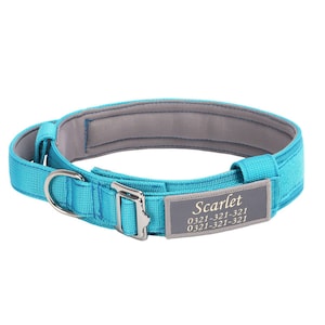 May include: A turquoise blue dog collar with a silver buckle and a gray patch with the name "Scarlet" and a phone number.