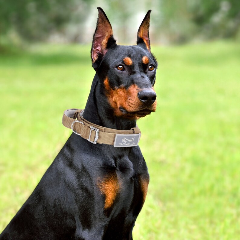 May include: A black and tan Doberman Pinscher wearing a tan nylon dog collar with a silver name tag that reads "Randi" and a phone number. The dog is sitting in a grassy field.