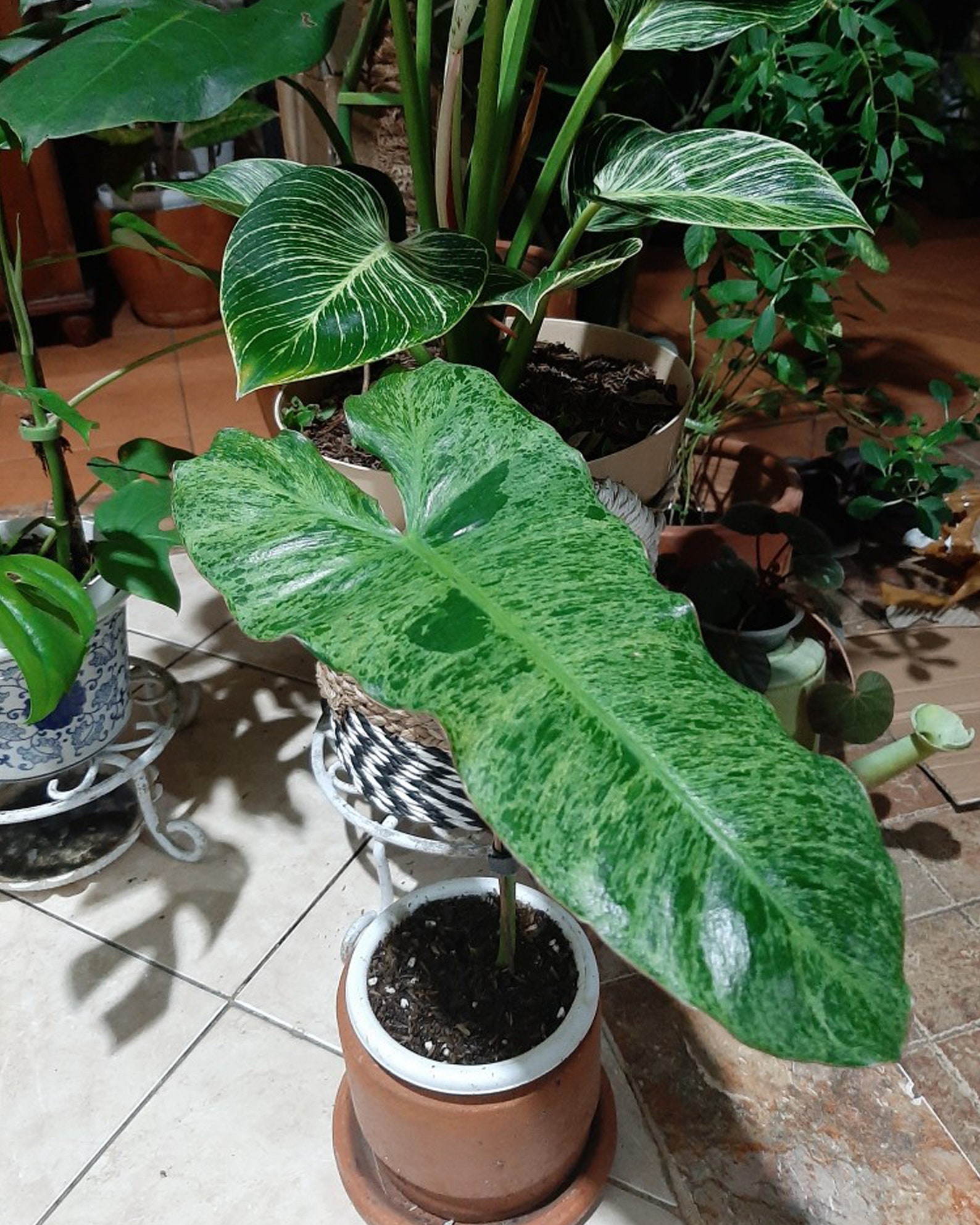 Philodendron Paraiso Verde Live Plants Free Phytosanitary DHL Etsy