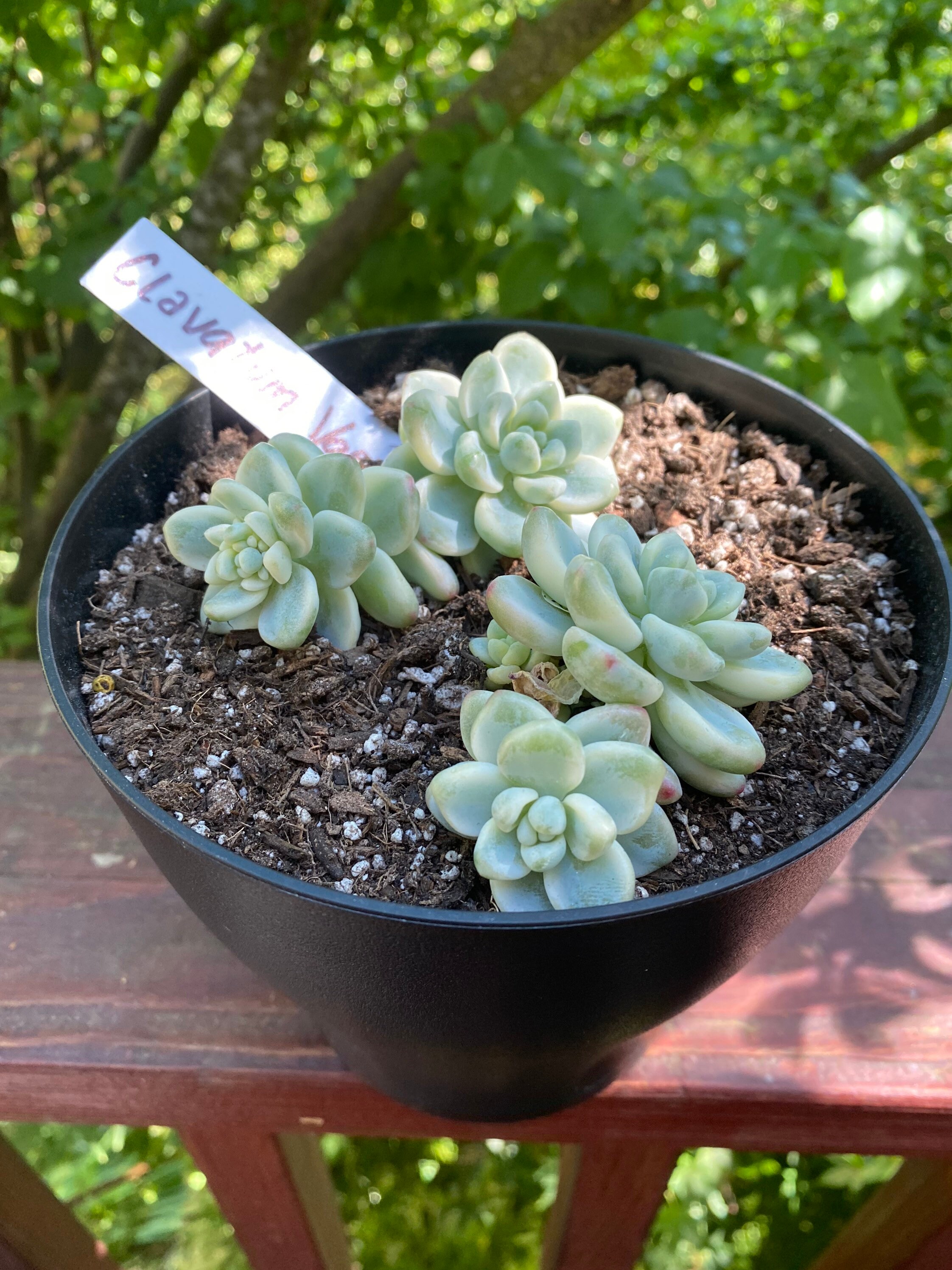 Origami Root Meaning All in Here