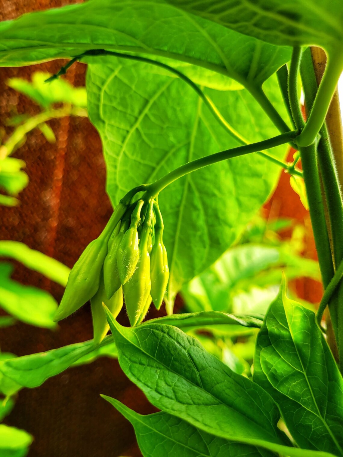 Loroco Plant Healthy & Beautiful With Flower Buds Etsy