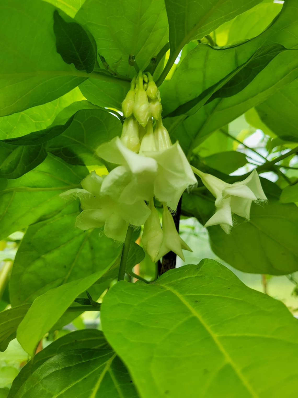 Loroco Plant Healthy & Beautiful With Flower Buds Etsy