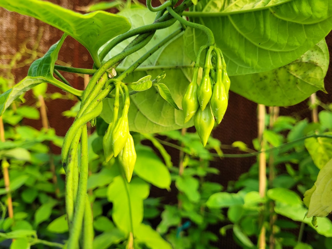Loroco Plant Healthy & Beautiful With Flower Buds Etsy