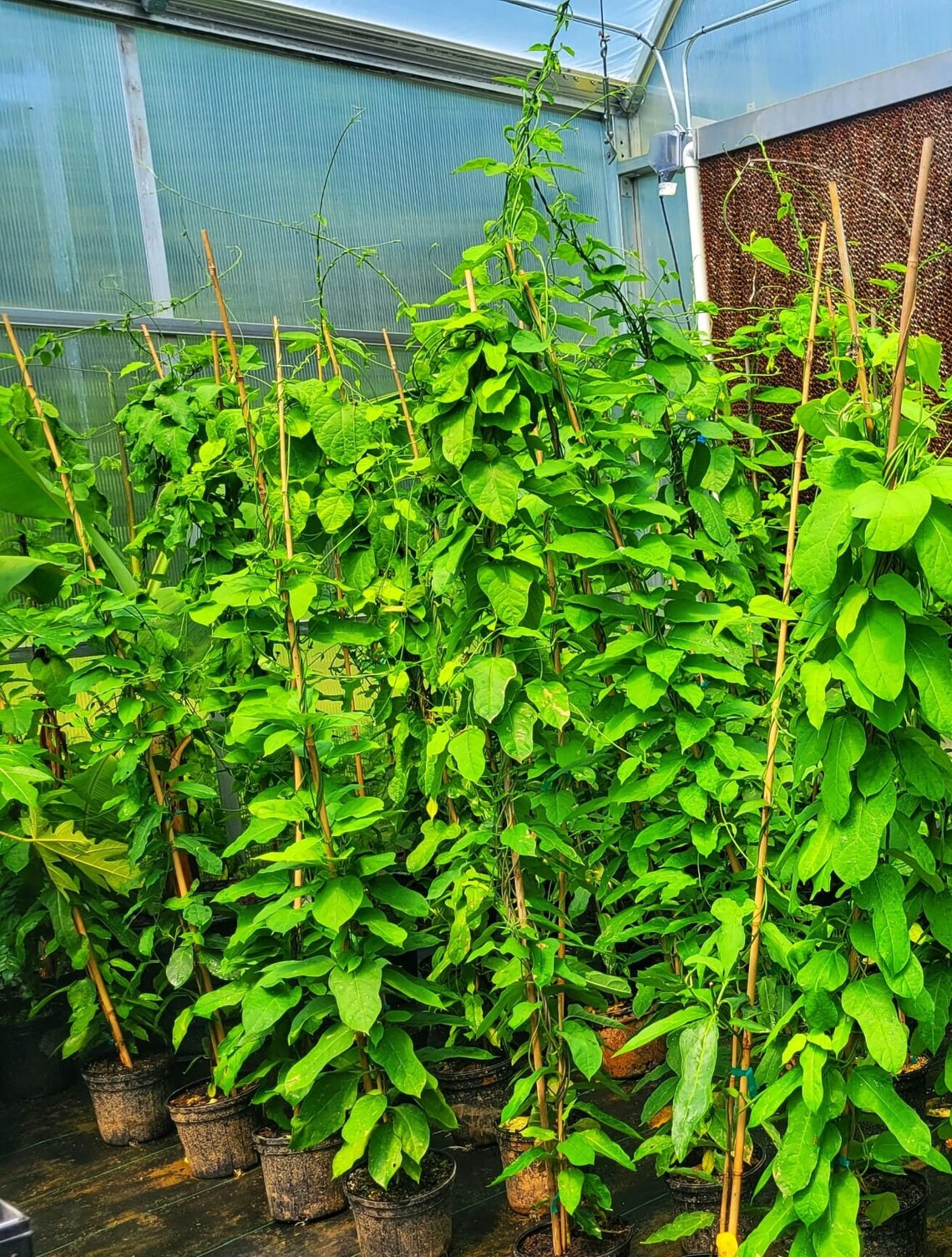 Loroco Plant Healthy & Beautiful With Flower Buds Etsy
