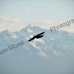 May include: A silhouette of a bird flying over a mountain range with a cloudy sky in the background. The text "Manon Morel Photography" is visible in the lower left corner of the image.