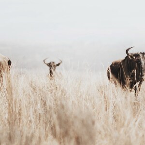 May include: Three wildebeest stand in a field of tall, dry grass. The wildebeest in the foreground is facing the camera, while the other two are partially obscured by the grass.
