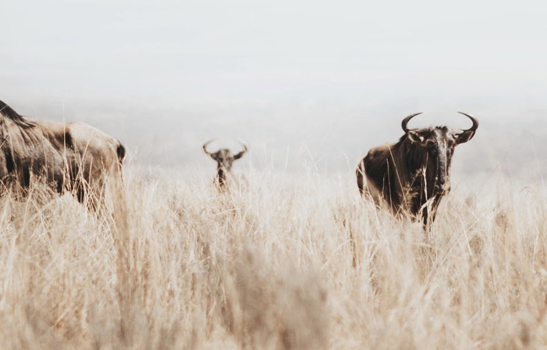 May include: Three wildebeest stand in a field of tall, dry grass. The wildebeest in the foreground is facing the camera, while the other two are partially obscured by the grass.