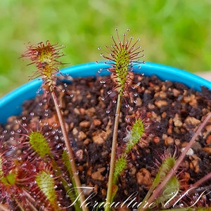 20+ Seeds, Drosera Intermedia