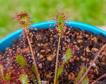 20+ Seeds, Drosera Intermedia