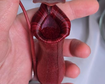 Nepenthes lowii x Ventricosa Red, 4'', Pitcher Plant, Live Plant, Carnivorous Plant